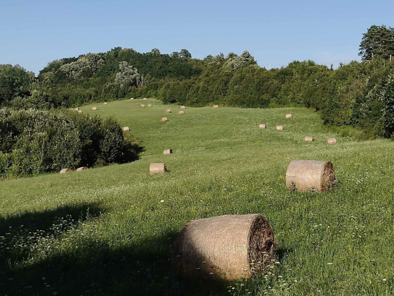 Land und Forstwirtschaft - 33410, Suhopolje - Kroatien:  Landwirtschaftliches Anwesen  in herrlicher Lage
