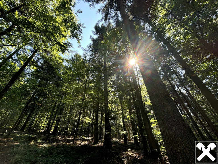 Grundstück - 4141, Pfarrkirchen im Mühlkreis - Waldgrundstück