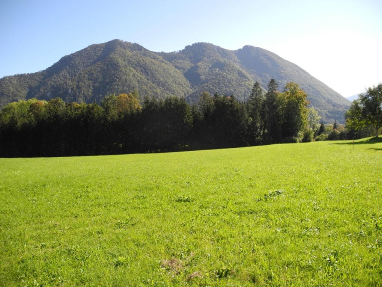 Land und Forstwirtschaft - 4644, Scharnstein - Hübsche, landwirtschaftliche Wiese mit kleinem Wald - KEIN Baugrund !!!