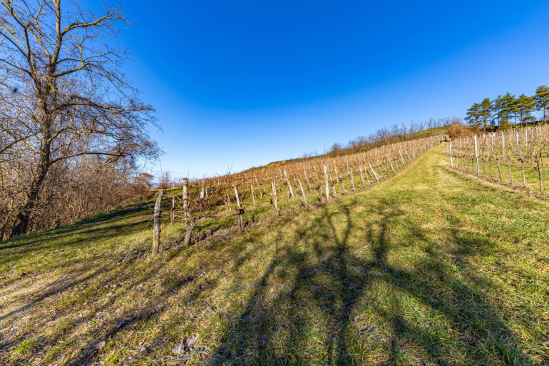 Land und Forstwirtschaft - 3710, Fahndorf - 8798 m² WEINGARTEN IN DEN HÜGELN VON FAHNDORF - PANORAMALAGE!