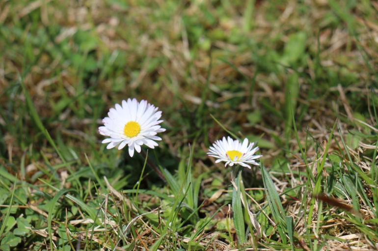 Grundstück - 9872, Obermillstatt - Idyllisches Baugrundstück in Obermillstatt – Wohnen, wo andere Urlaub machen