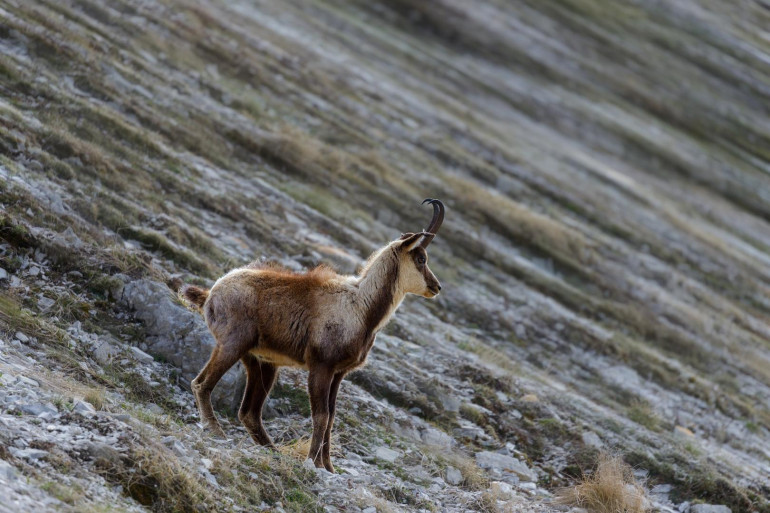 Land und Forstwirtschaft - 9800, Spittal an der Drau - Private Eigenjagd in Oberkärnten