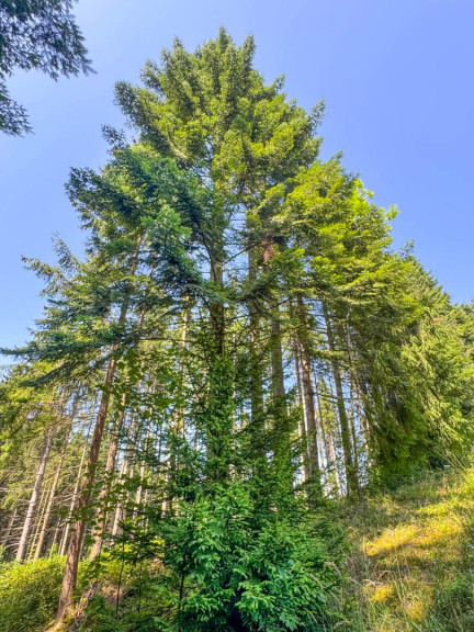 Land und Forstwirtschaft - 4656, Kirchham - PERFEKTER HOBBY-WALD mit Arbeitshütte !
