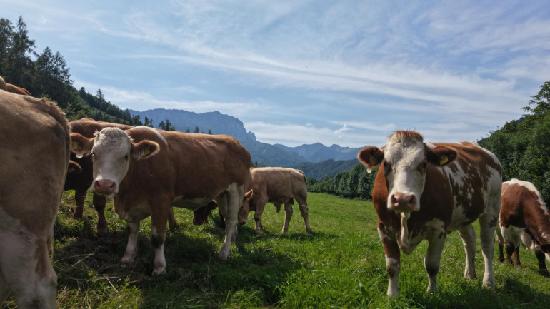 Land und Forstwirtschaft - 4563, Micheldorf - "Hof zur Steinwänd" Gasthof und Bauernhof mit Fremdenzimmern - Wald und Wiesen!