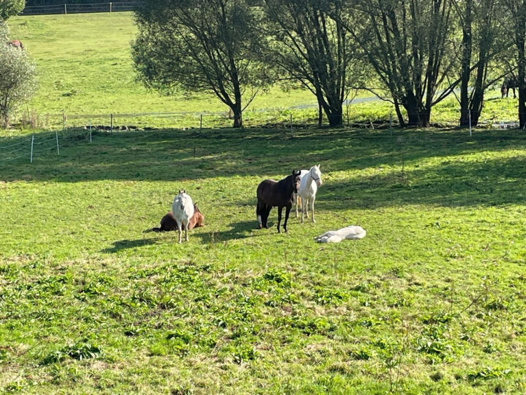 Land und Forstwirtschaft - 3542, Gföhl - TRAUMHAFTER REITERHOF NAHE GFÖHL