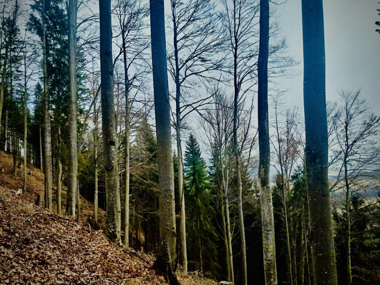 Land und Forstwirtschaft - 8665, Langenwang - Wald - gut erreichbar und erschlossen zu Verkaufen