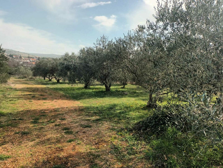Grundstück - 22000, Bilice - Kroatien / Dalmatien: Tolles Baugrundstück inmitten eines Olivenhains am Meer