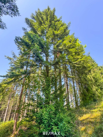 Land und Forstwirtschaft - 4656, Kirchham - PERFEKTER HOBBY-WALD mit Arbeitshütte !