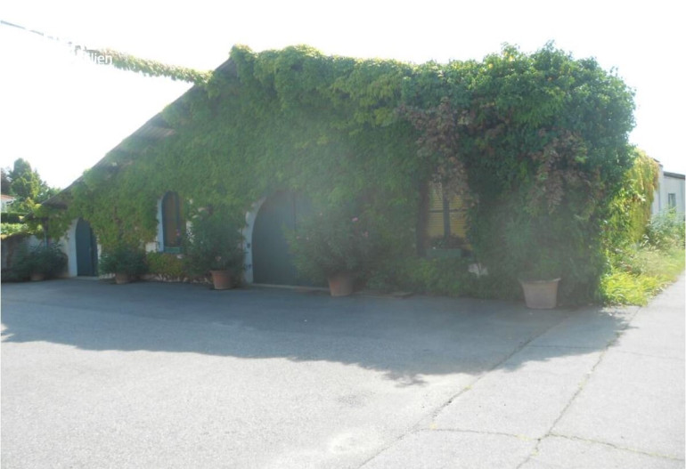 Halle / Lager / Produktion - 7122, Gols - Versteigerung: großzügiger Weinguts-Betriebsstandort mit Hallen und Lagerflächen