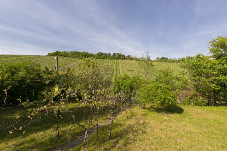 Grundstück - 1190, Wien - Wohnen zwischen den Weinreben - Grundstück in Toplage am Nußberg