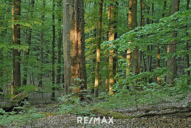 Land und Forstwirtschaft - 9615, Görtschach - Waldparzellen in Görtschach und Vorderberg