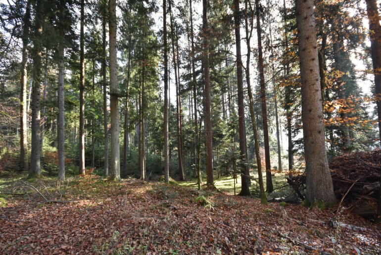 Land und Forstwirtschaft - 9701, Rothenthurn - Wald-/ und Grünflächen in guter Lage