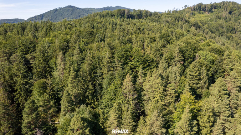 Land und Forstwirtschaft - 4563, Micheldorf - Naturnaher Mischwald mit ausgewogenem Laub- und Nadelholzbestand