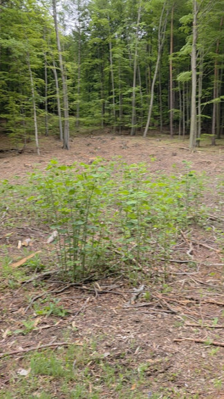 Grundstück - 7441, Pilgersdorf - Rarität - Baugrundstück im Wald - keine Nachbarn
