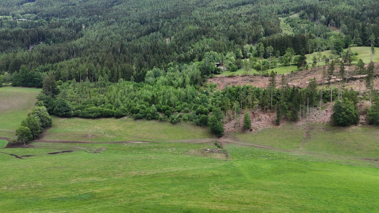 Land und Forstwirtschaft - 9853, Gmünd in Kärnten - Jungwald am Krainberg