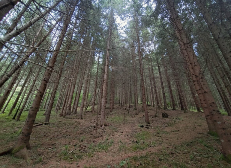 Land und Forstwirtschaft - 9853, Gmünd in Kärnten - Waldfläche am Kalvarienberg bei Gmünd