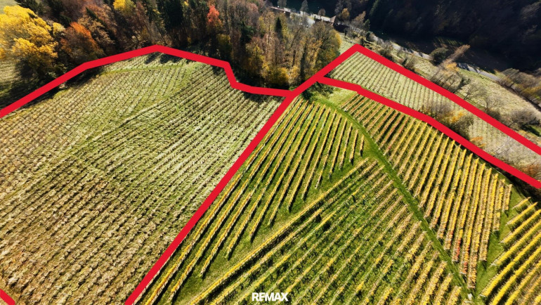 Land und Forstwirtschaft - 8462, Gamlitz - Preisreduktion !!Weingarten in Kranach, Gemeinde Gamlitz zu kaufen ( Zone II )