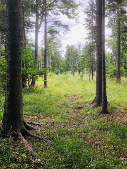 Land und Forstwirtschaft - 2630, Ternitz - Mischwald in Rohrbach am Steinfeld, Gemeindegebiet Ternitz, zu verkaufen