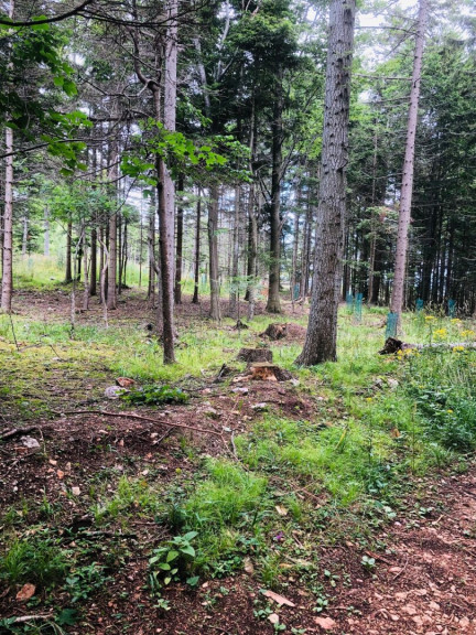 Land und Forstwirtschaft - 2630, Ternitz - Waldgrundstück in Mahrersdorf, Gemeindegebiet, Ternitz, zu verkaufen.