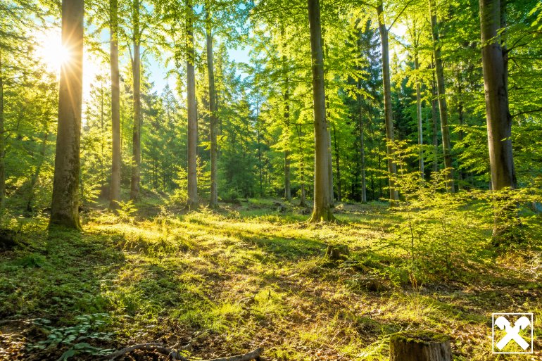 Grundstück - 3124, Oberwölbling - WALDGRUNDSTÜCK
