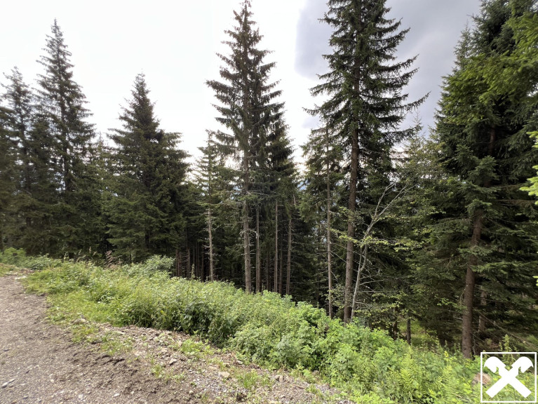 Grundstück - 9613, Feistritz an der Gail - Waldgrundstücke unter der Feistritzer Alm