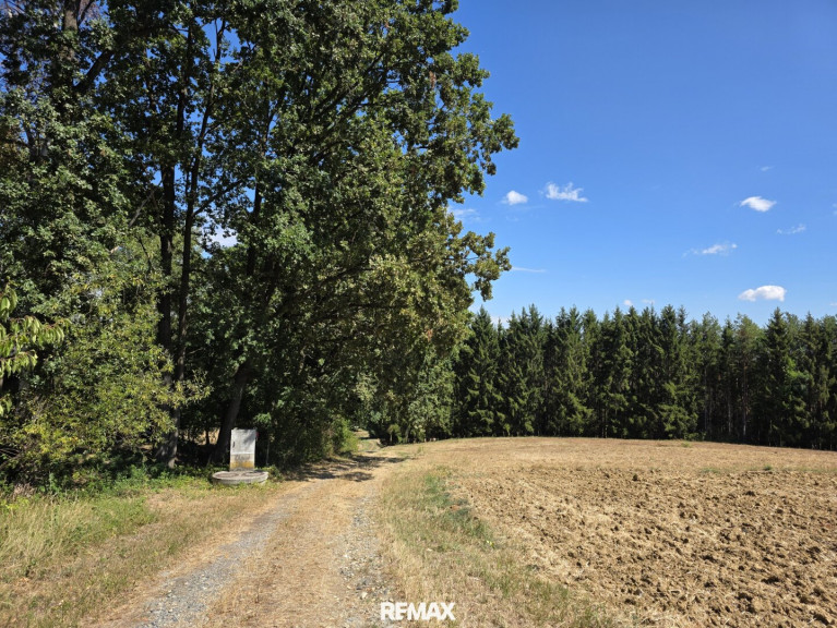 Grundstück - 7572, Deutsch Kaltenbrunn - Waldgrundstücke in Deutsch Kaltenbrunn