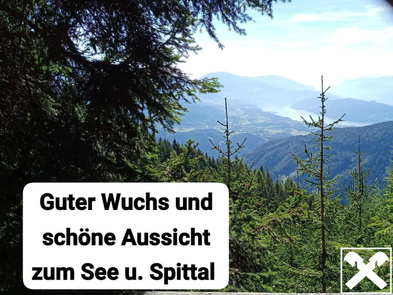 Grundstück - 9852, Trebesing - Waldgrundstück in Trebesing