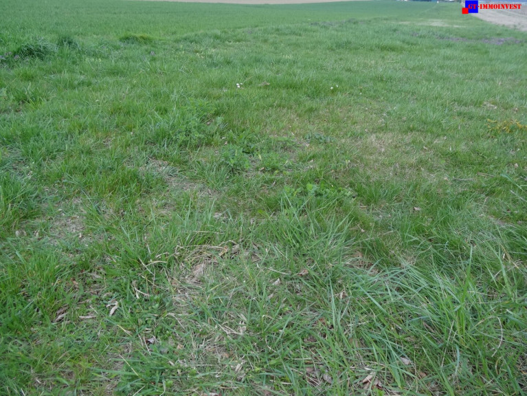Grundstück - 7024, Hirm - 7024 Hirm sehr interessantes 4400m² Bauträgergrundstück !